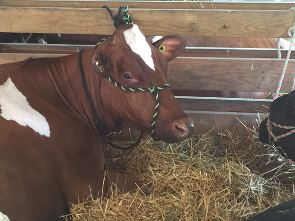 Cow laying down