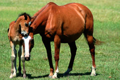 Horses outside