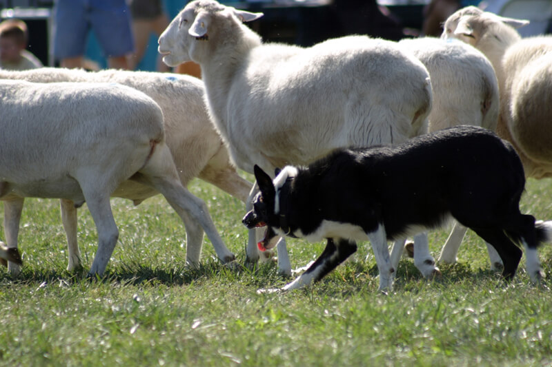 Dog and sheep