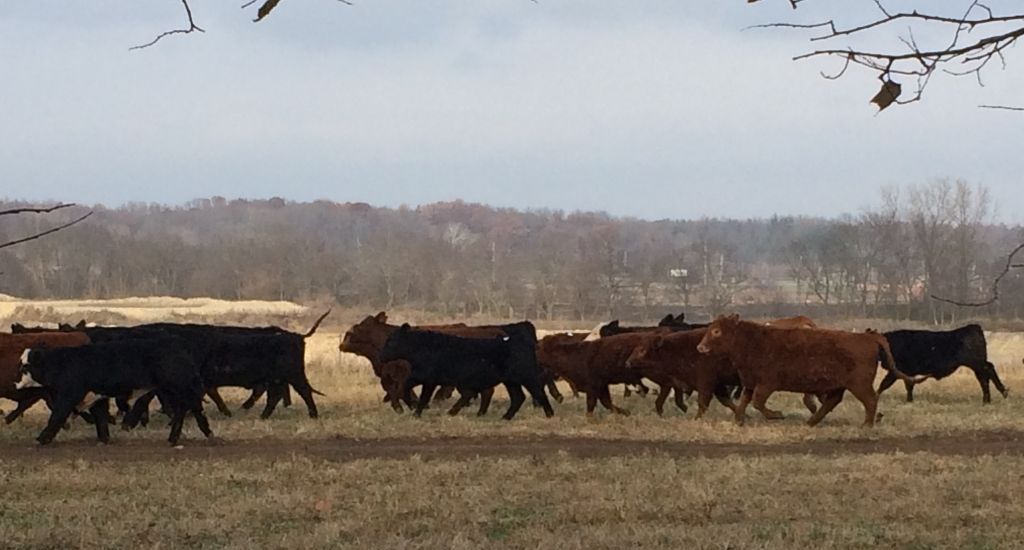 New Client - Large animal - Cows in field