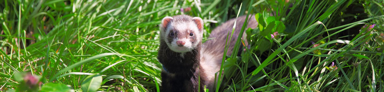 ferret